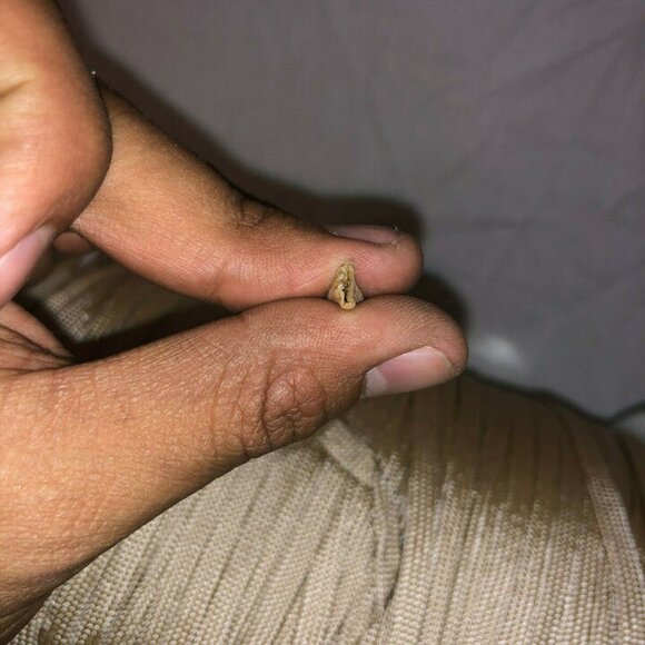 NEW TAN 550 PARACORD NYLON PARALINE FLAT HOLLOW CORD CORELESS - Picture 8 of 10